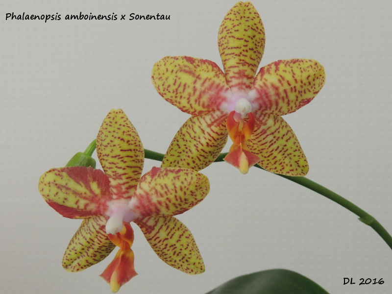 Phalaenopsis Veronique Bert (amboinensis x Sonnentau) Phal amboinensis-sonentau 2016-2